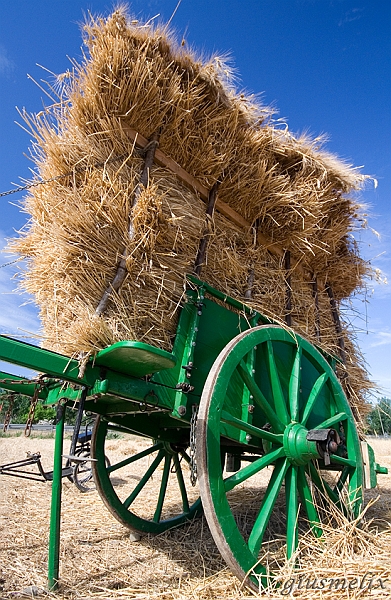 Assemini, Festa della mietitura.jpg